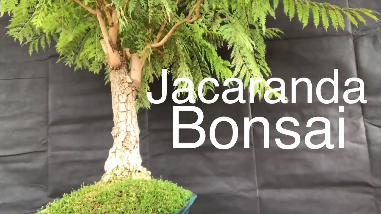 Bonsai - Jacaranda Tree - pruning and guy wiring June 10 2019