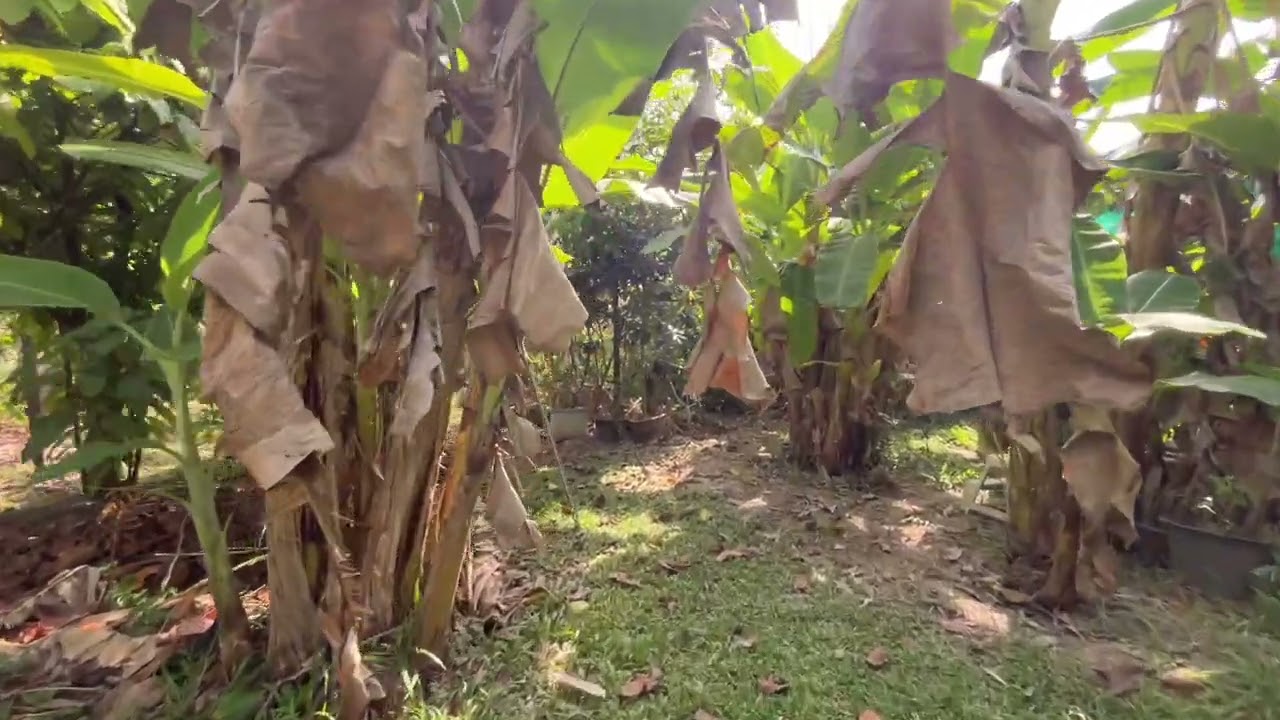 House with Land for Sale – Mountain View near Ao Nang | 1 Bedroom, 1 Bathroom