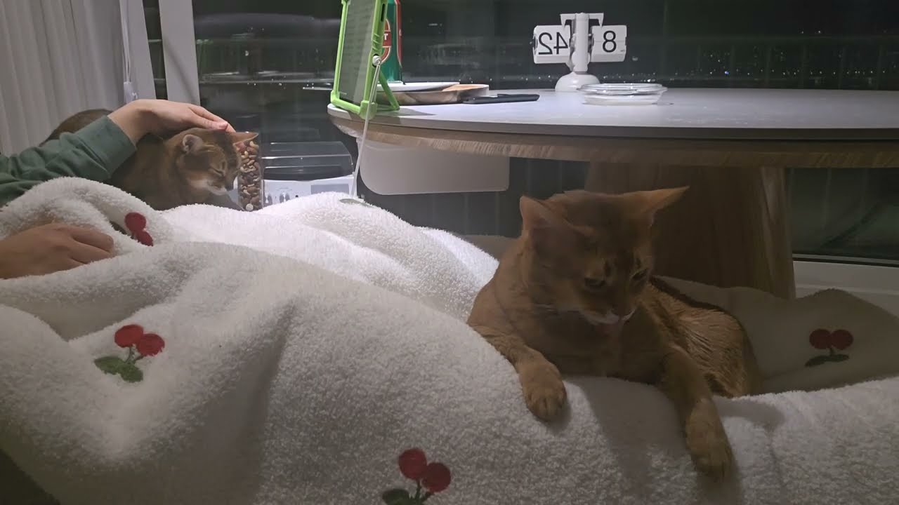 2.23 무릎냥이ㅣ고양이 영상🐱🐱ㅣ 퇴근 후 휴식 ㅣ힐링 고양이