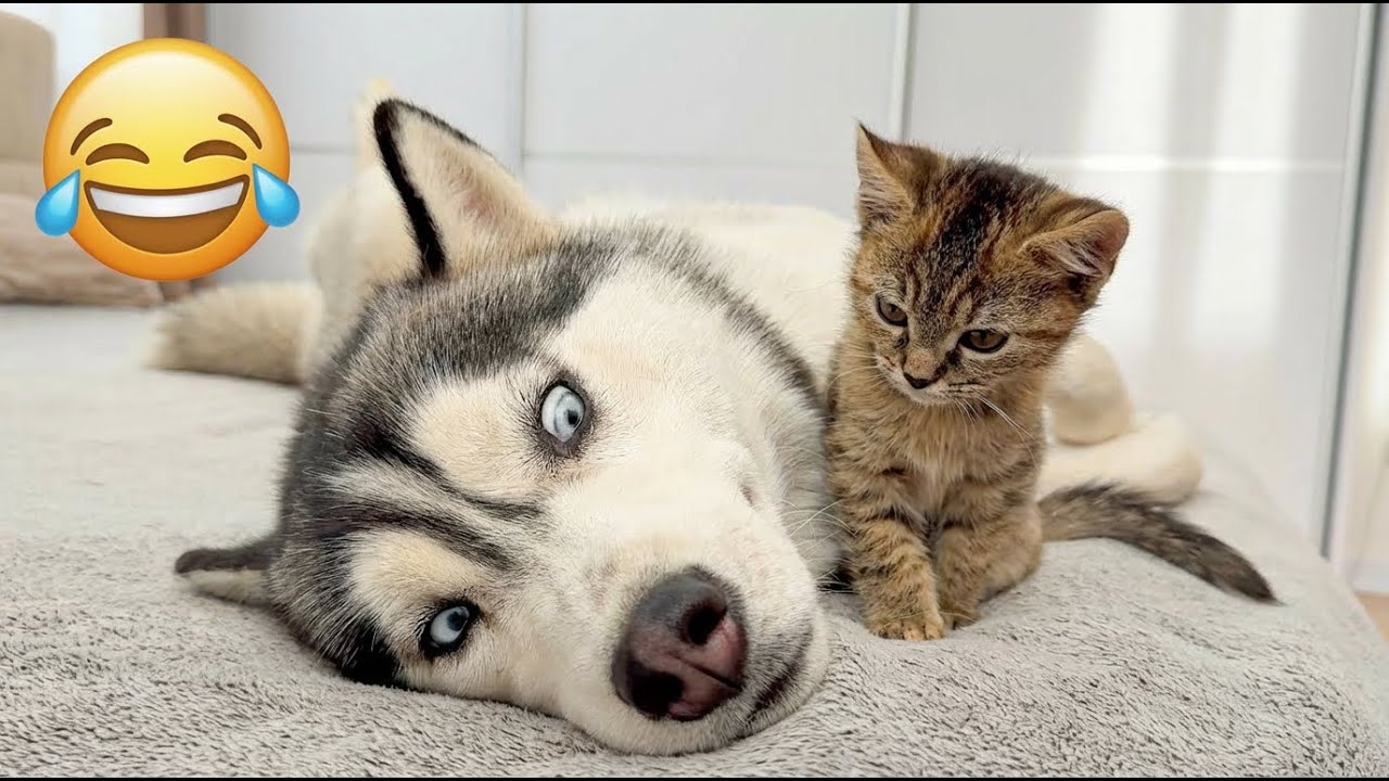 Попробуй не засмеяться! 😹 Смешные коты и собаки 2026 (Лучшая подборка приколов)