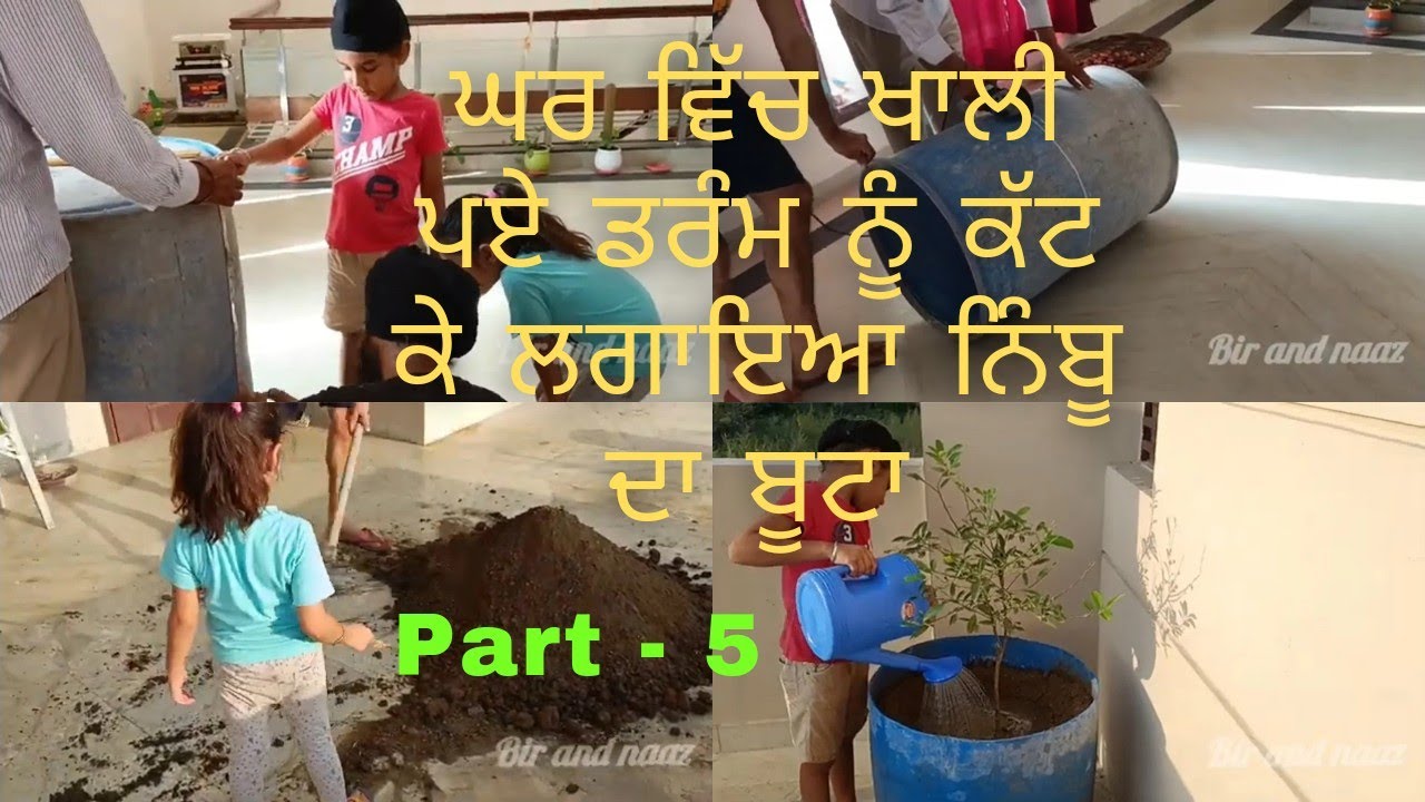 Recycling plastic drum for lemon tree || Amazing idea || how to use waste plastic drum for gardening