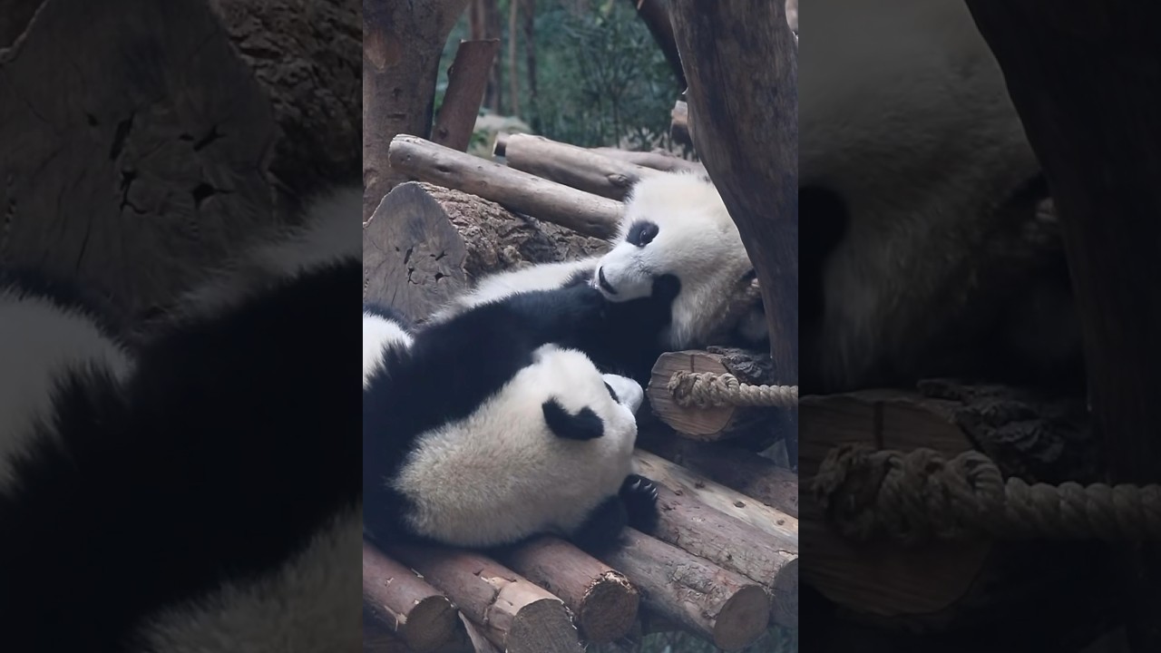 Cute Panda Cubs  #panda #pandalove #cute #babypanda #cuteanimals #pandacubs #fyp #viral