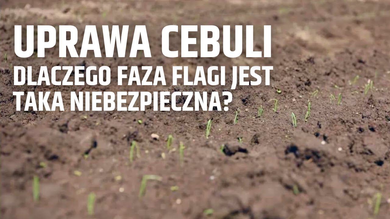 Uprawa cebuli - herbicydy w początkowym etapie uprawy. Dlaczego faza flagi jest taka niebezpieczna?
