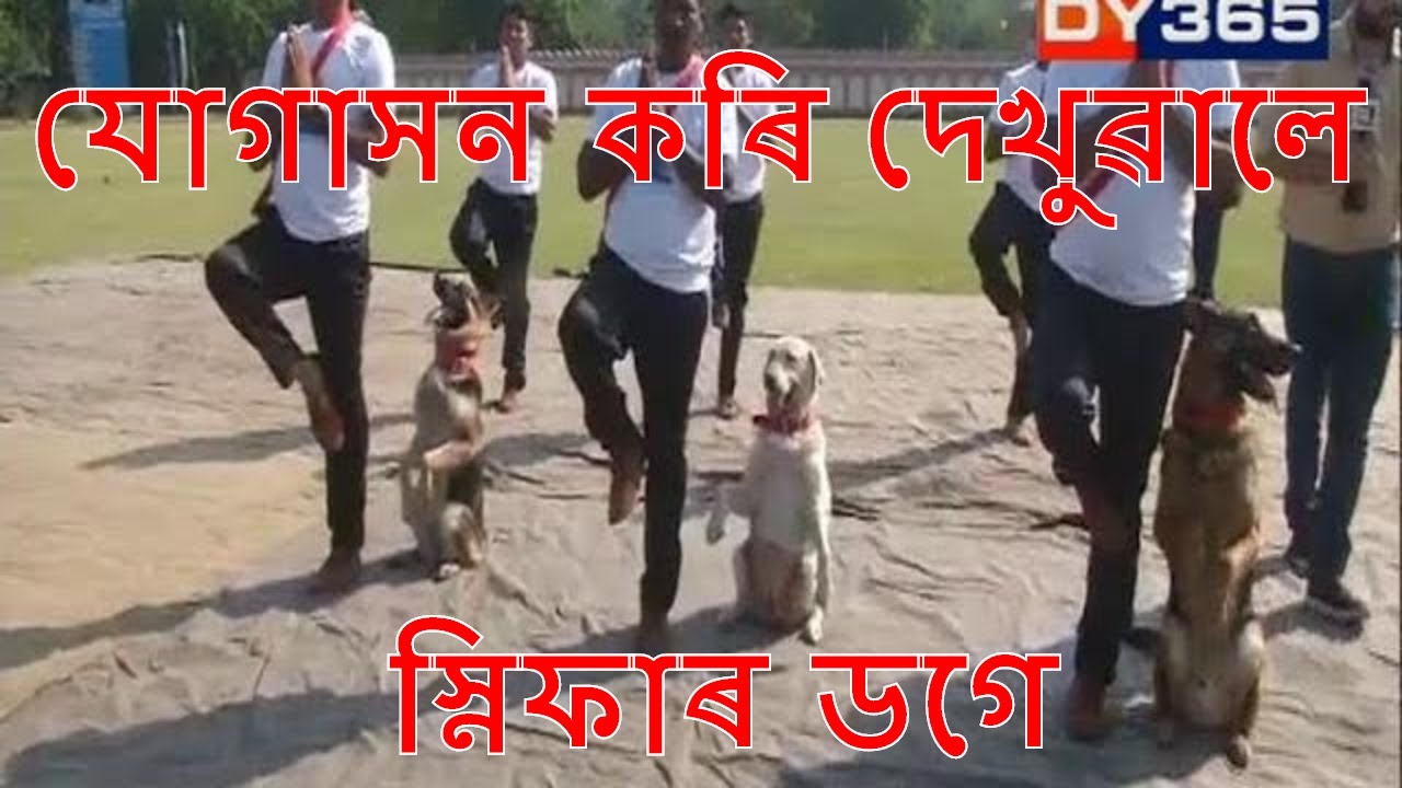 Dog squad of BSF performs yoga along with their trainers on International Yoga Day 2019 || ANI Video