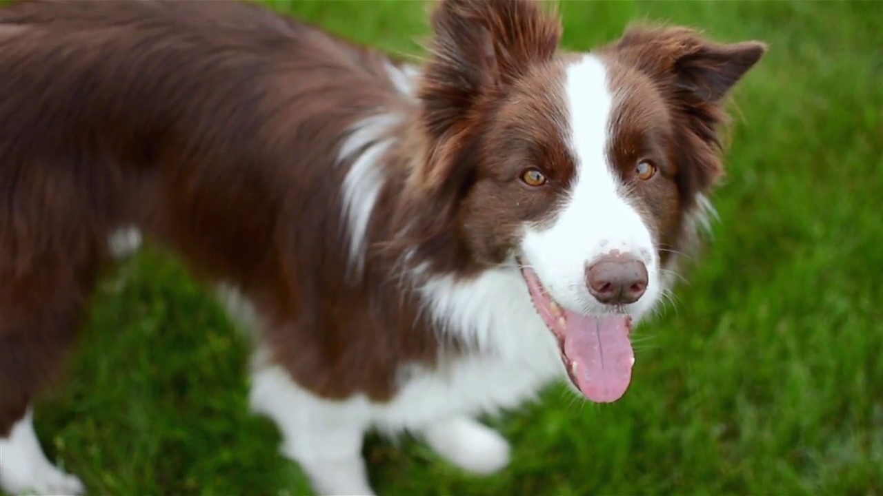 Border Collie Floyd & incredible frisbee tricks