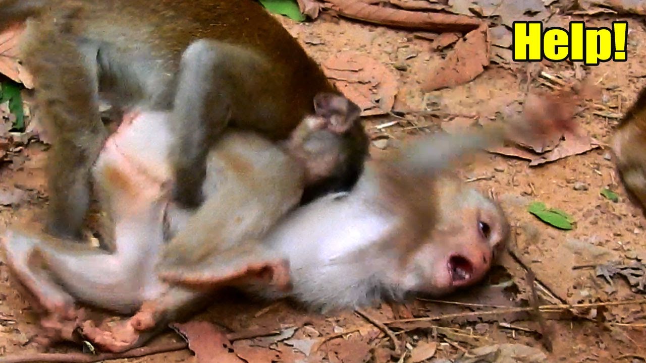 Be Gentle!! Barry Bite So Long On Monkey Jolie.