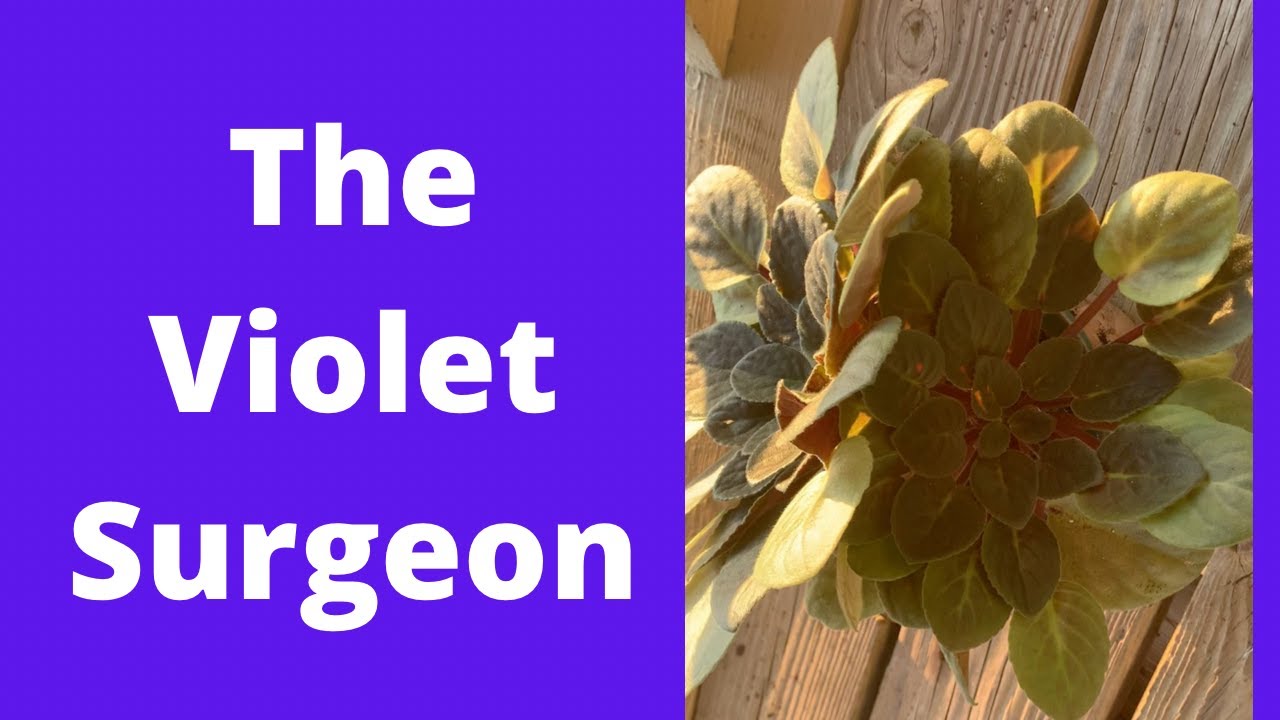 The Violet Surgeon:    A daring operation to separate Violet Twins    Enjoy