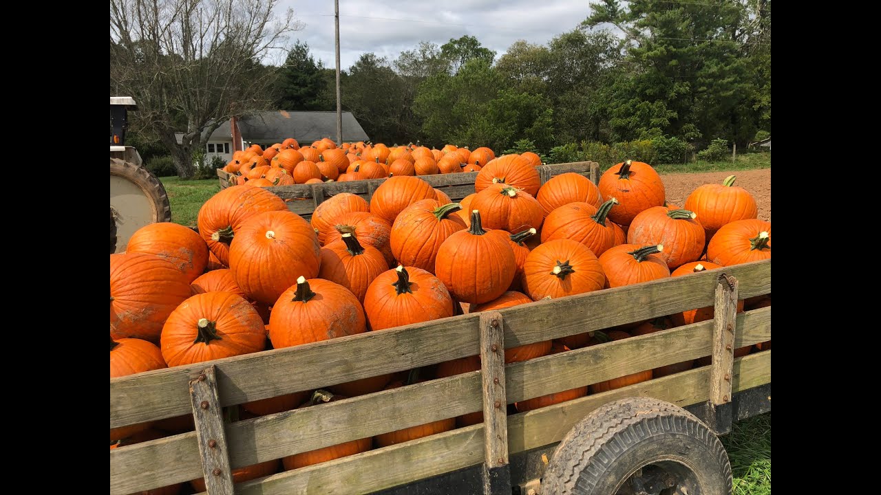 Virginia Pumpkin Growers Association Virtual Tour 2020
