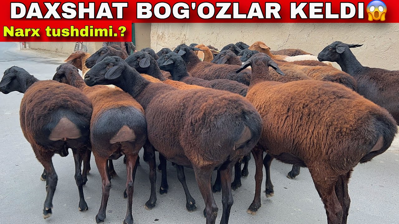 🔥 N1 DAXSHAT BOGOZ SOVLUQLAR ANVAR AKADA! 😱🇰🇬 REKORD ARZON!