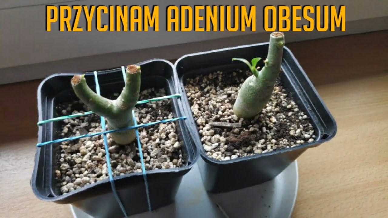 Przycinanie Adenium Obesum / Formowanie Adenium Obesum