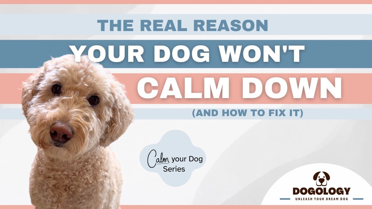 The Real Reason Your Dog Won't Calm Down And How to Fix It