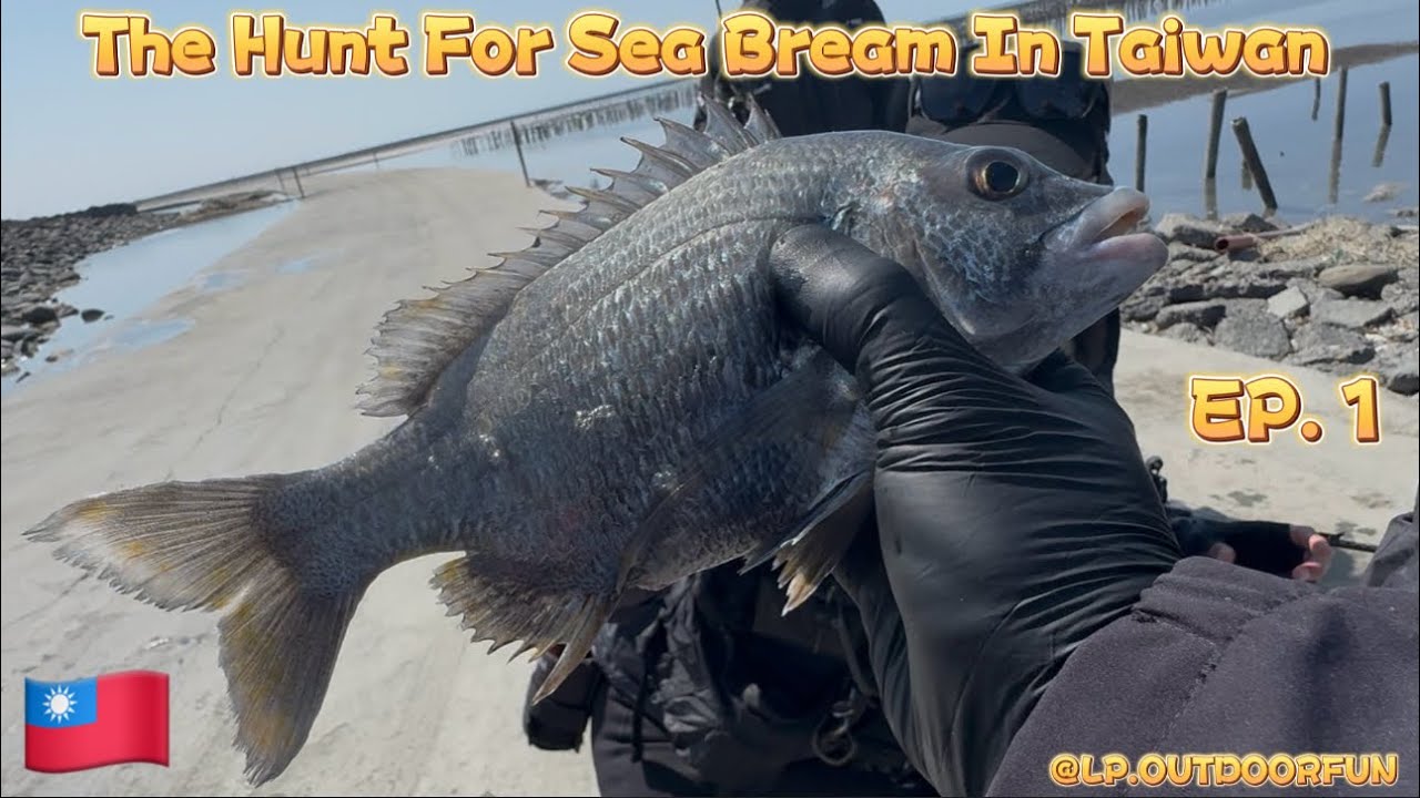 The Hunt For Sea Bream In Taiwan EP. 1 | 2026 