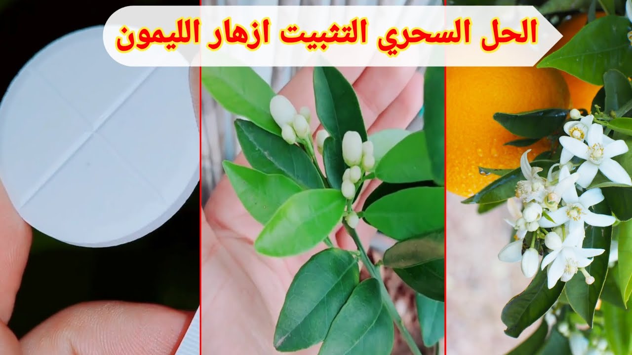 الحل #لتساقط ازهار #الليمون (#هورمون) رش مرة واحدة تكفي،هذا سماد الخارق لتسريع نموو تثبيت ثمار