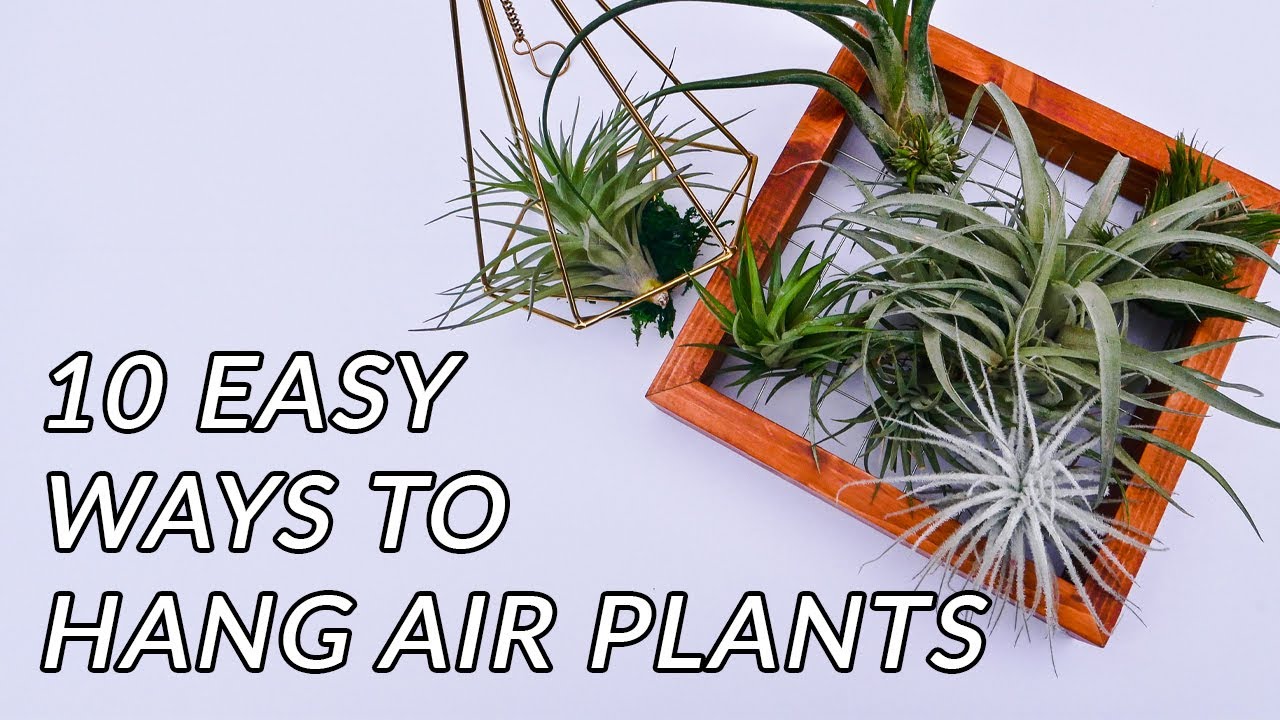 HANGING AIR PLANTS: 10 EASY WAYS TO HANG TILLANDSIAS/JoyUsgarden