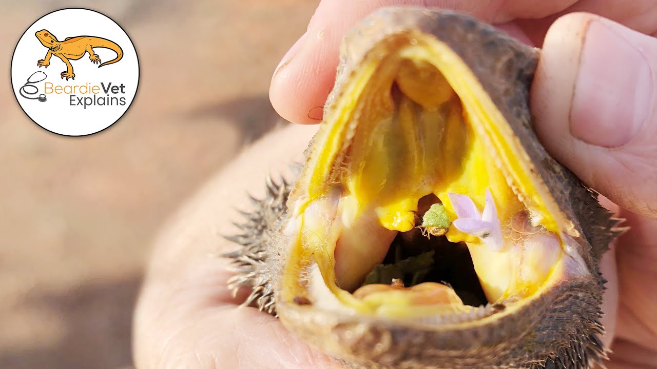 Bearded Dragon Feeding Guide