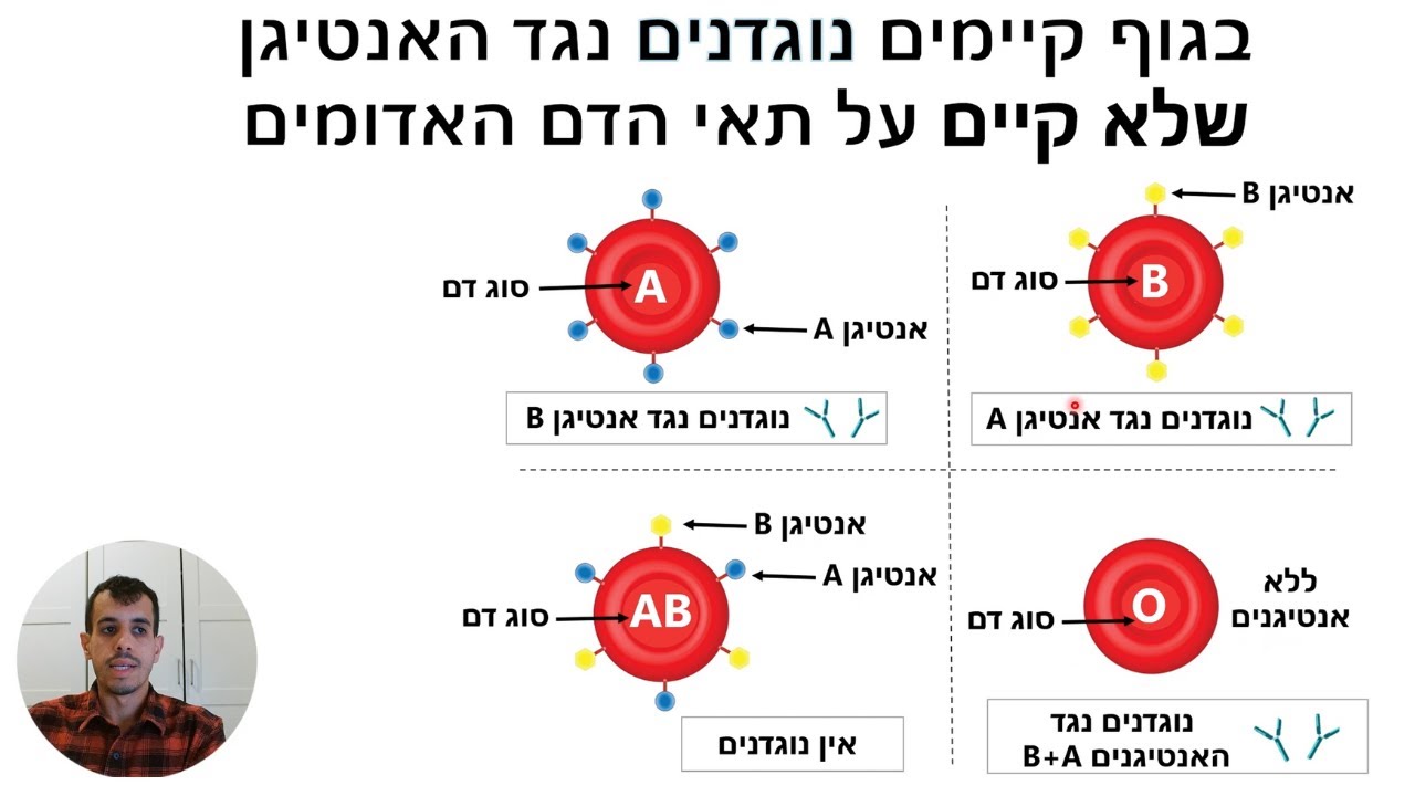 מערכת החיסון (ההגנה) - סוגי דם (לבגרות בביולוגיה)