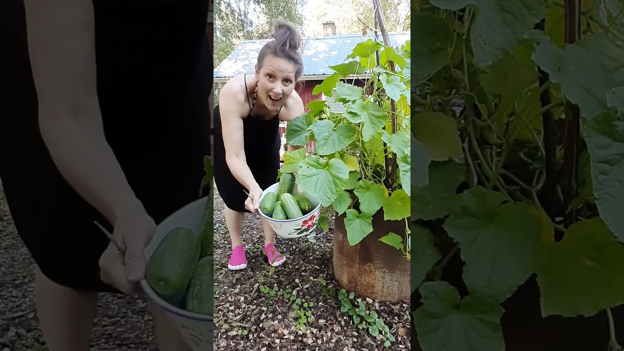 Vihdoin saadaan nauttia oman puutarhan antimista... 🥬🍅🥒