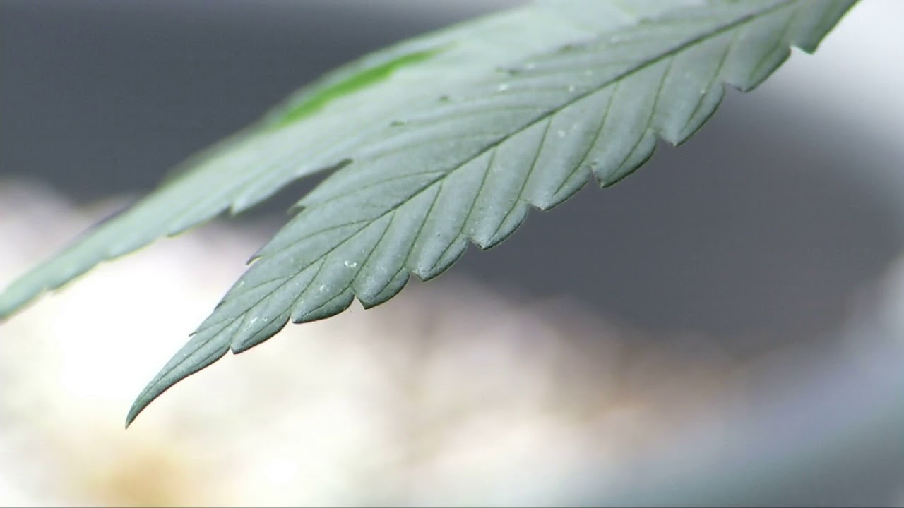 Homegrown Cannabis