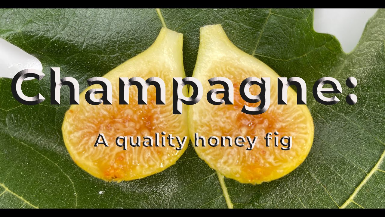 Champagne - A very good honey fig