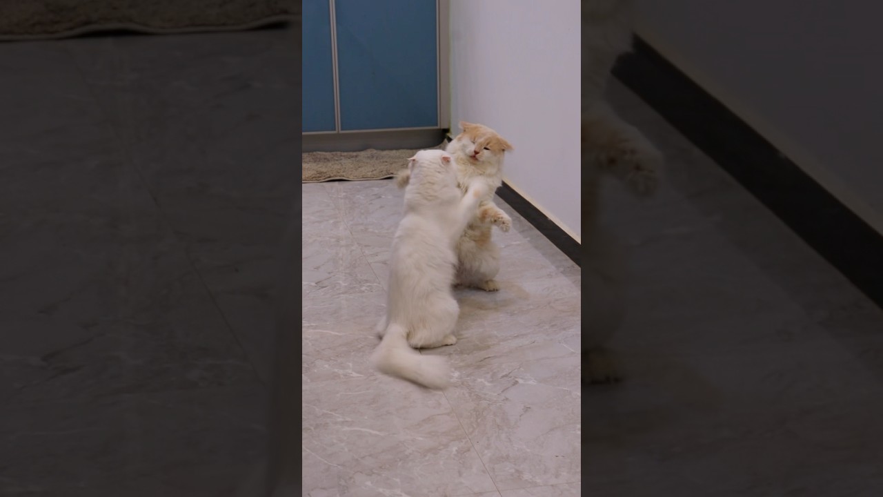 Shasha🐈Chinchu ku sanda😳pullaikaga shasha vittu kuduthutu poran😍 #cat #shorts