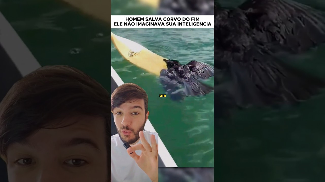 Homem salva corvo e ganha um amigo #corvo #corvos #passaros #animaisfofos #pet #viral