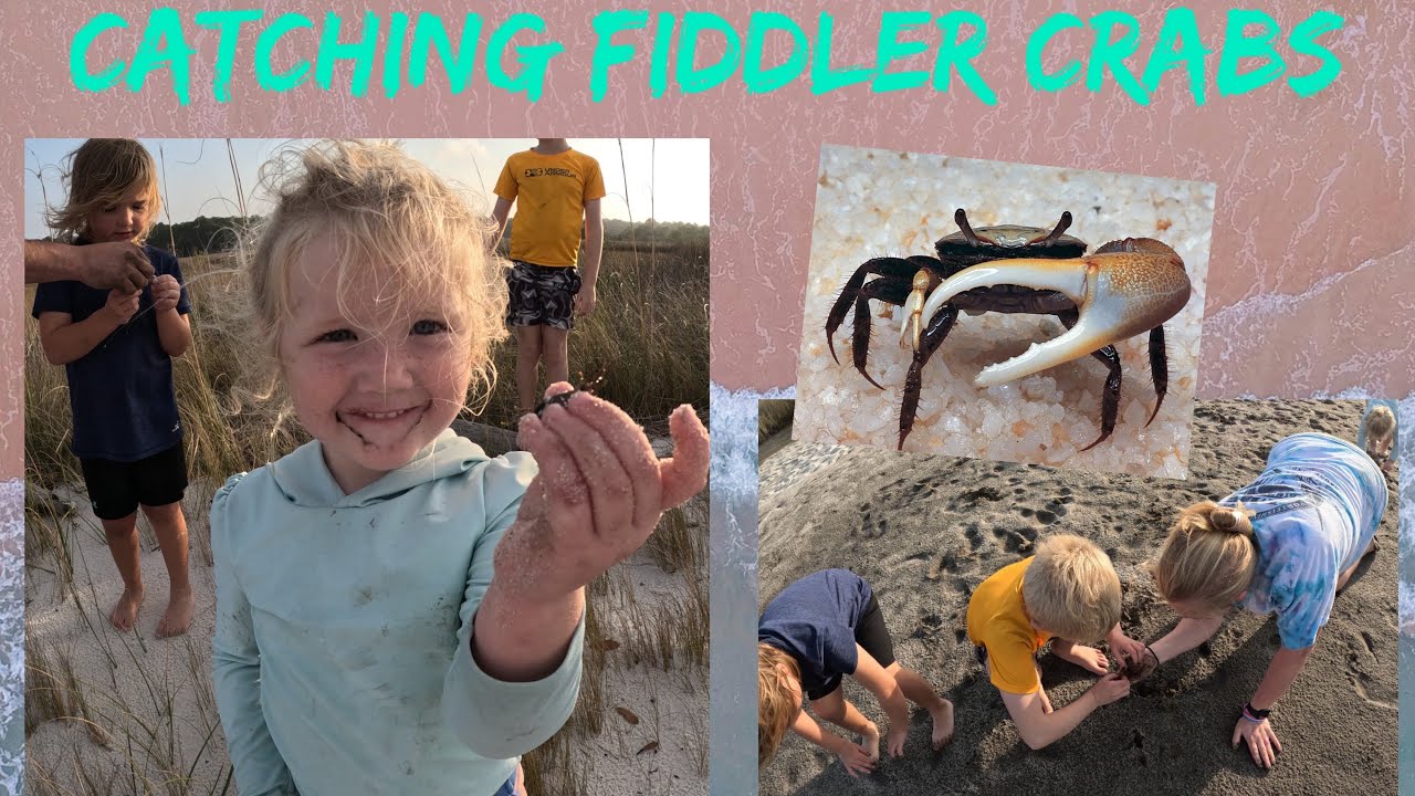 How we catch FIDDLER crabs for Bait and keep them ALIVE! (BEST sheepshead bait)
