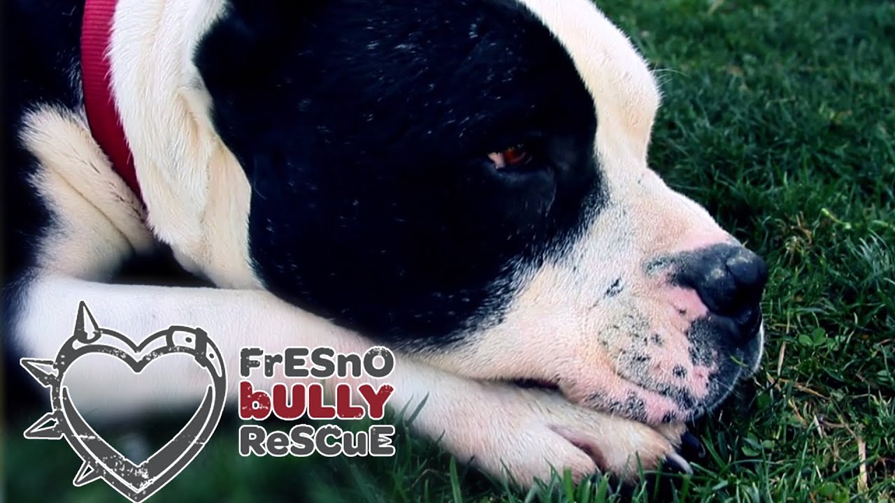 Fresno Bully Rescue - Vintage Days