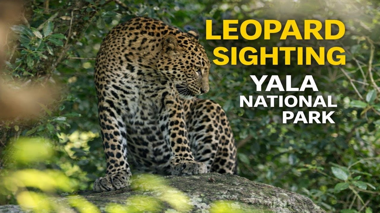 Leopard Sighting in Yala National Park | Sri Lanka Wildlife