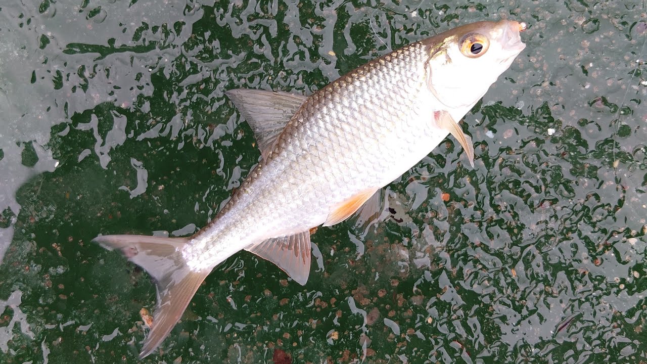 Плотва на мормишку.