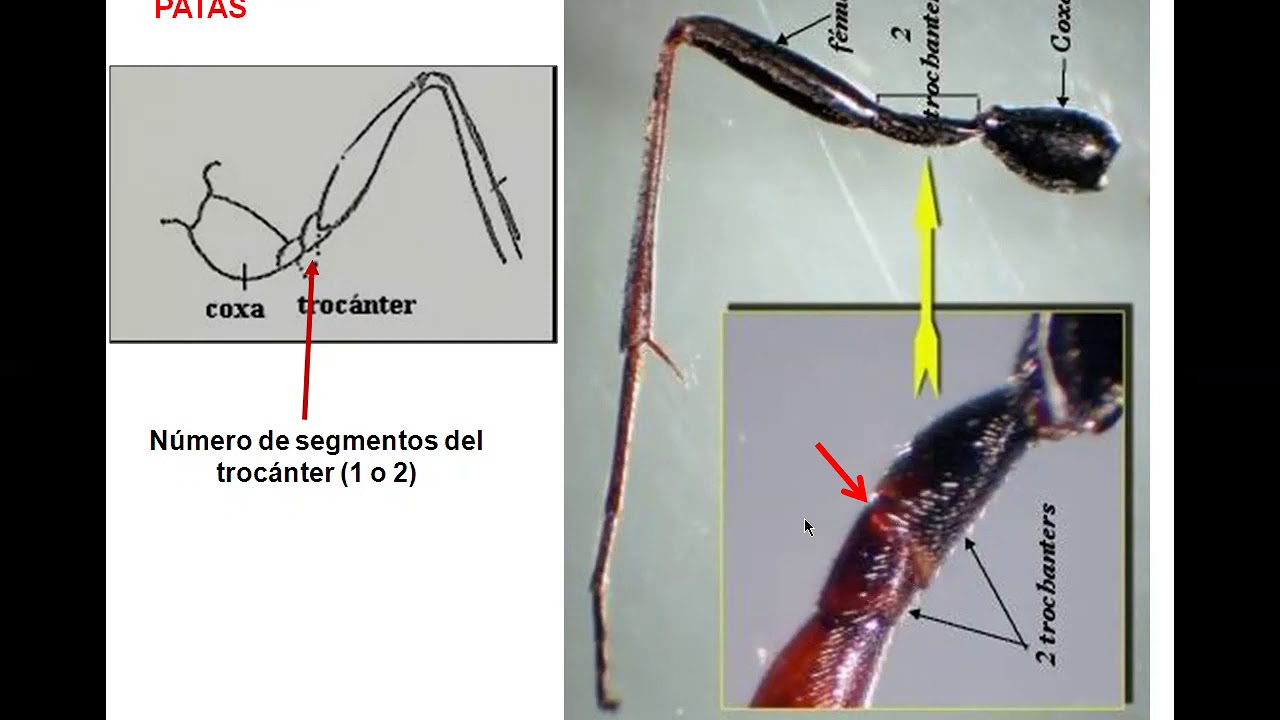 Orden HYMENOPTERA (Practico)