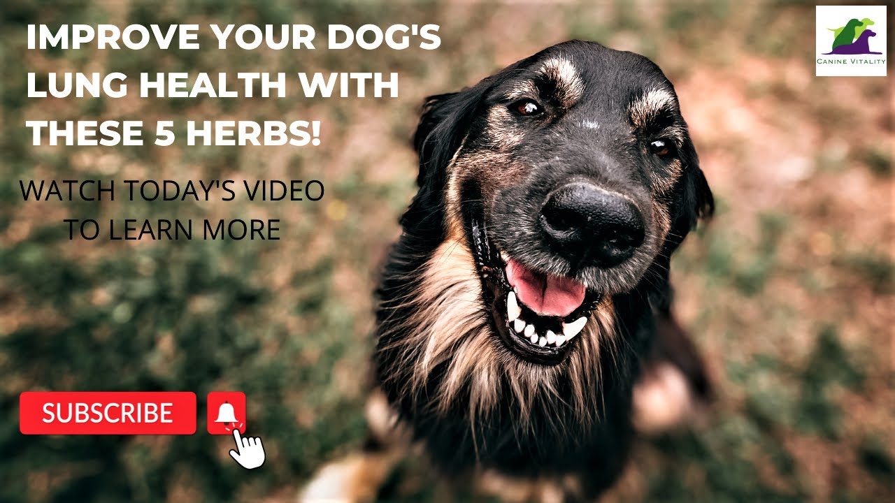 Improve Your Dog's Lungs With These 5 HERBS!