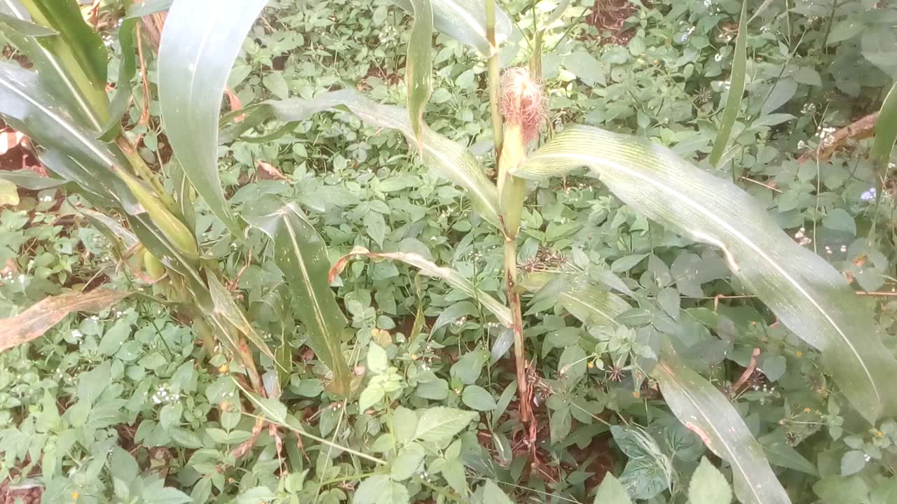 TIBA ASILI| chango la uzazi| nguvu za kiume|kukojoa kitandan||kuongeza damu|Kupandisha CD 4.