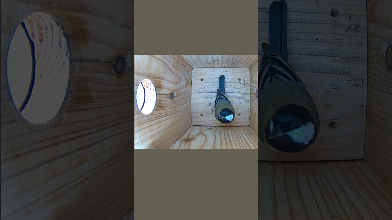 Sch&ouml;ne Kohlmeise im Nistkasten 3 - Beautiful great tit in nesting box 3 (08.10.2024)