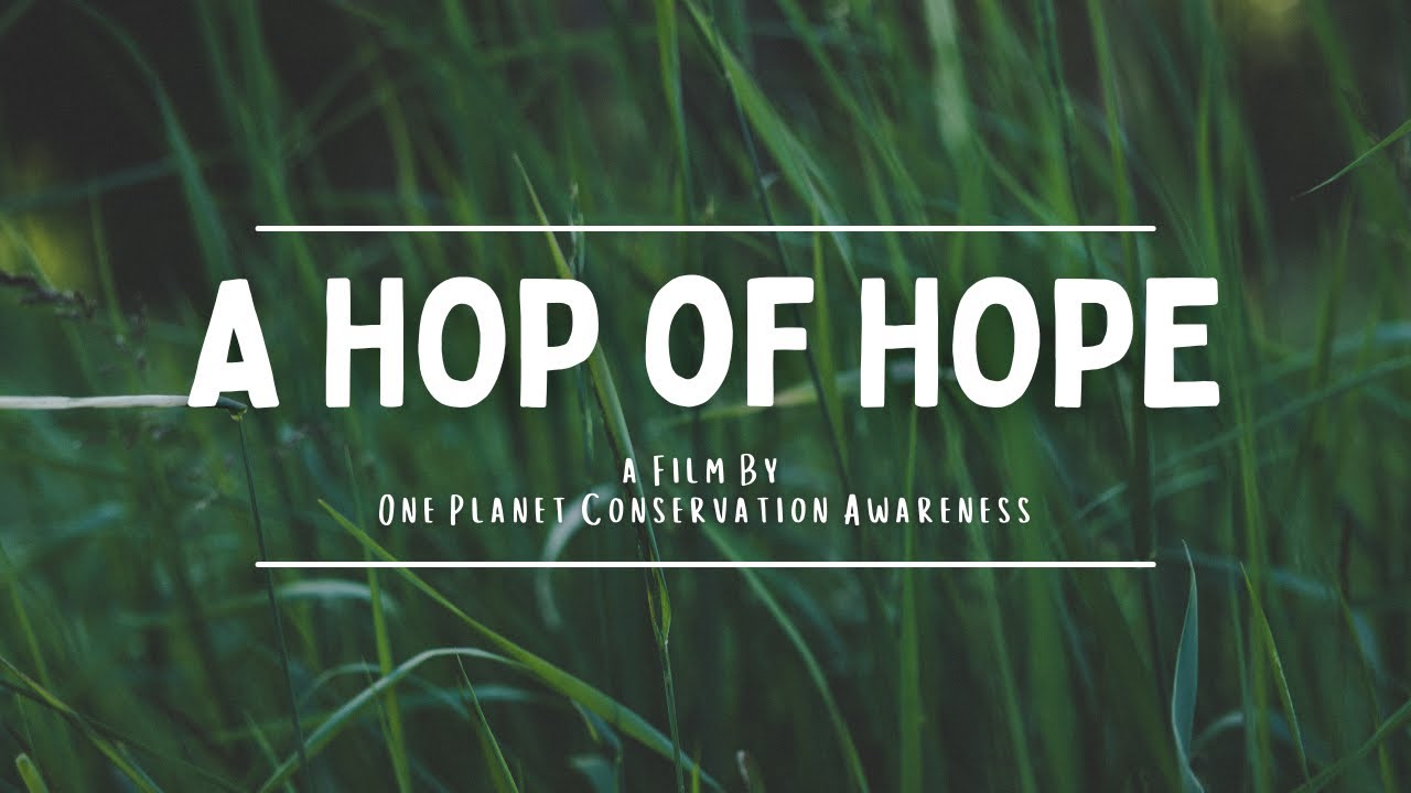 Rewilding the Rare and Largest Grasshopper in the UK | A project by Citizen Zoo