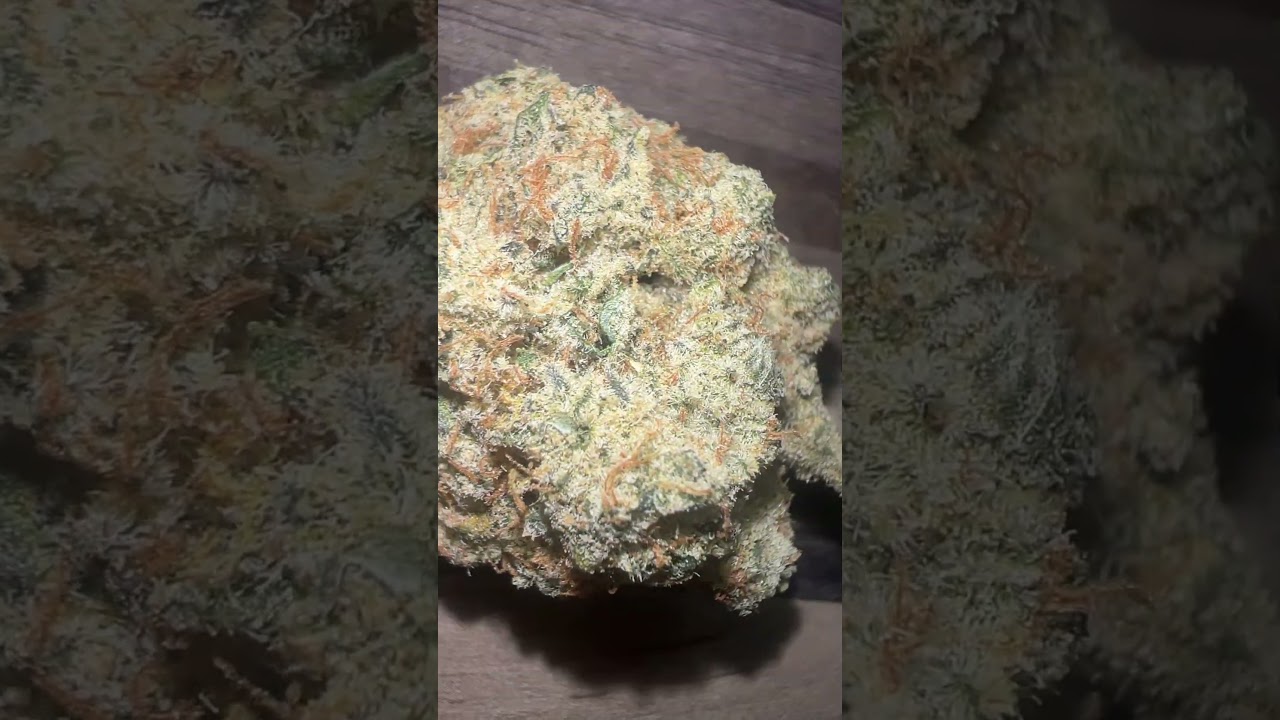 Mango k - Plantation Ceres