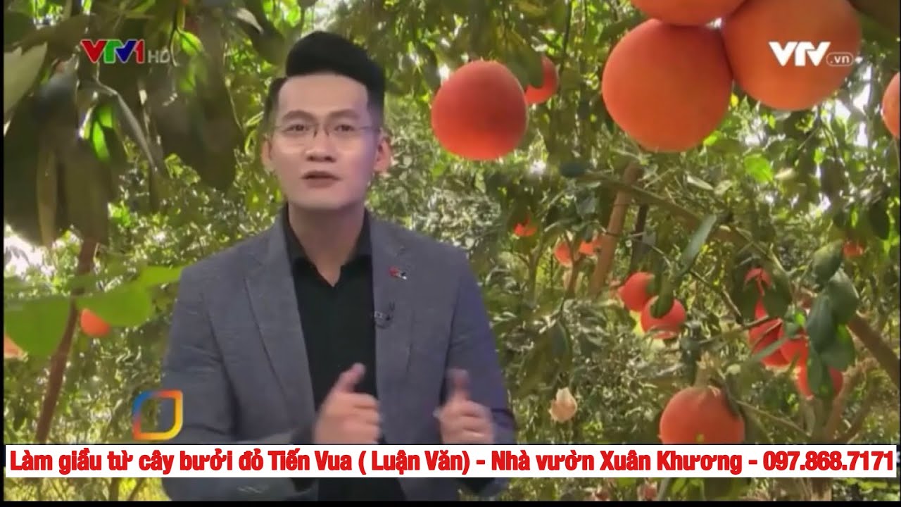 Làm giầu từ cây bưởi Tiến Vua (Luận Văn) VTV1 - 097.868.7171 - Nhà vườn Xuân Khương #buoido