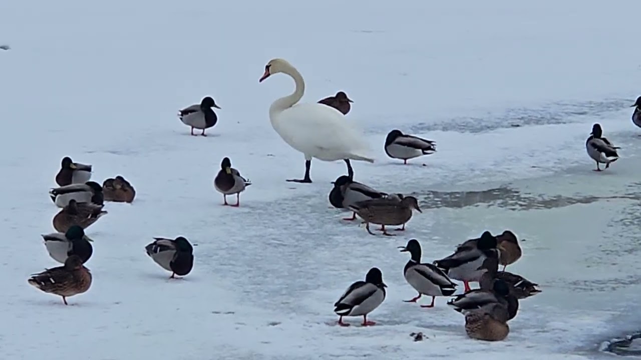 Knölsvansparet 23 Februari 2026