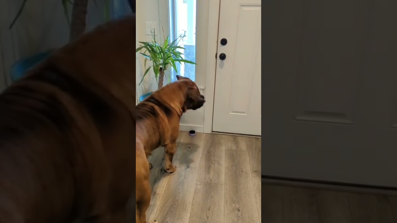3 Boerboels - 3 different responses # guarddog #boerboel #mastiff #southafricanmastiff #bigdog #dog