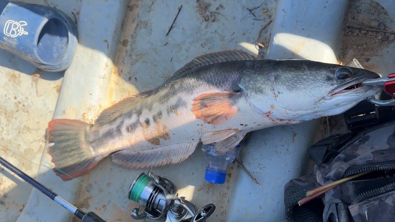Giant Snakehead Caught on Simple Hook & Line #fishing 