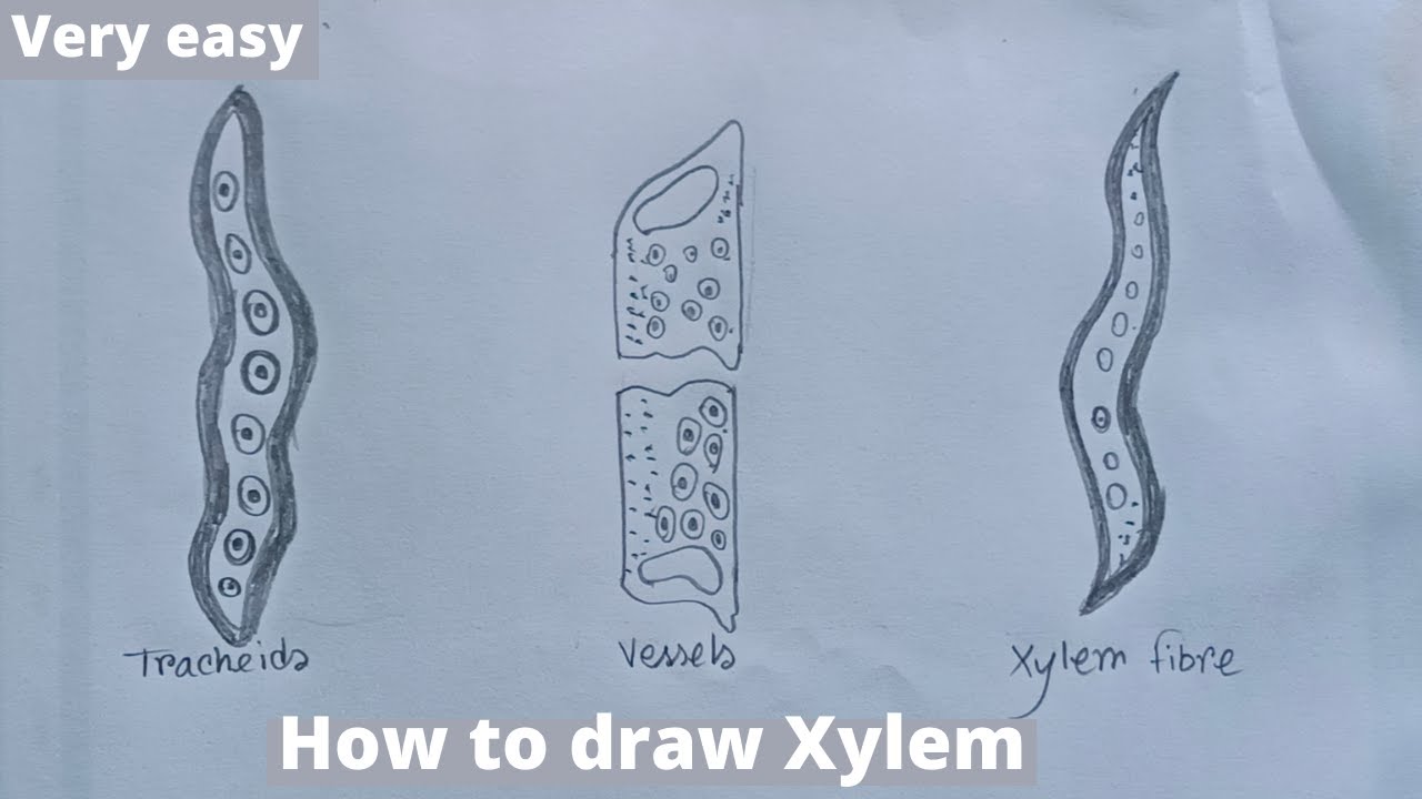 How to draw Xylem step by step | How to draw xylem tissue structure