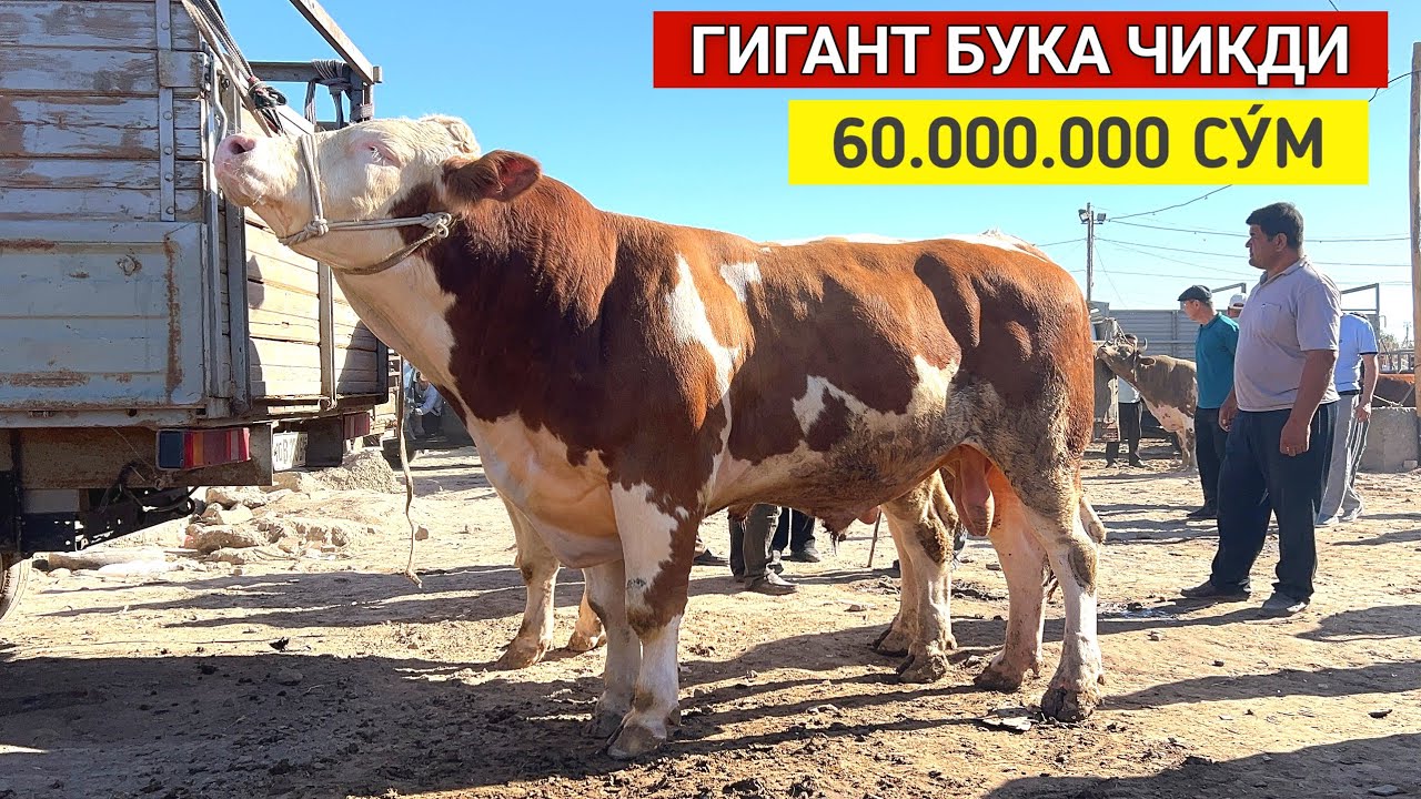 ХОРАЗМ МОЛ БОЗОРИ 60 МИЛИОН СУ́М ГИГАНТ БУКА ЧИКДИ !!! ХОРАЗМ БОЗОР