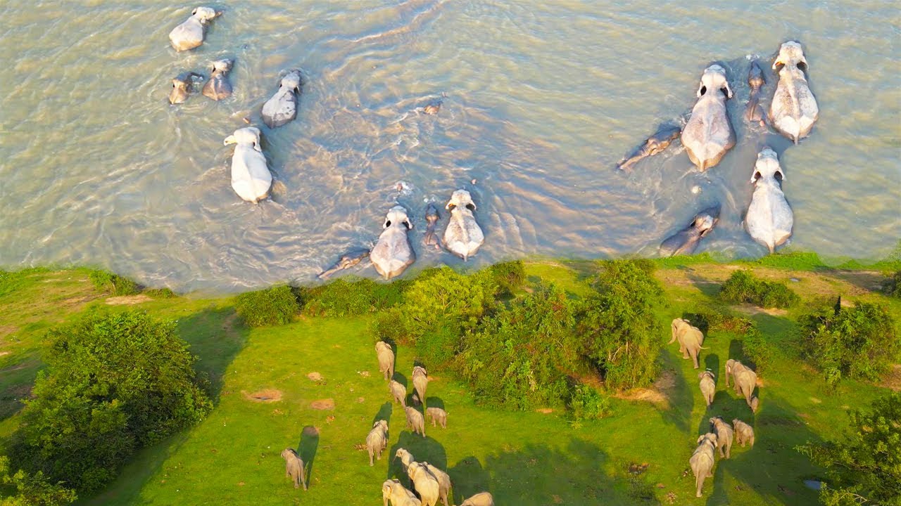 Beautiful Story Of Elephants Living On An Island 🐘❤️- Beautiful Things Of Wildlife