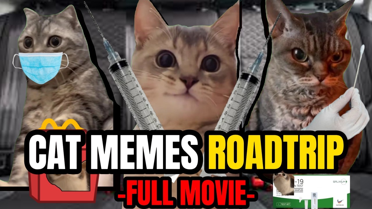 Cat Memes Roadtrip Compilation Full 1 Hour