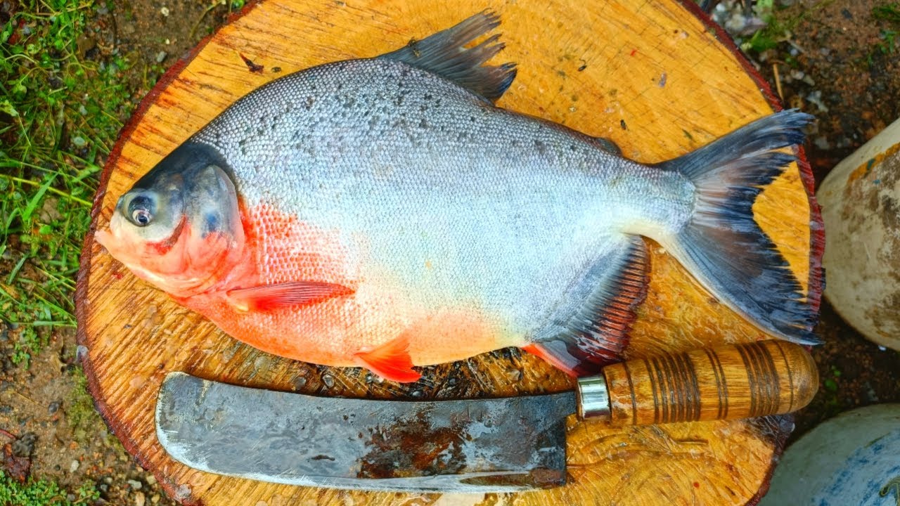 1KG Live LAKE FISH CUTTING / Red Pomfret Fish in Home Style Cutting / 150 Per KG / CT 360*🔪