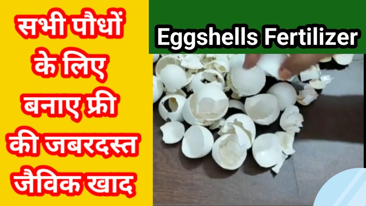 अंडे के छिलके की खाद कैसे बनाए,और इसे किन पौधों मे डाल सकते हैं|| How to make Eggshells fertilizer