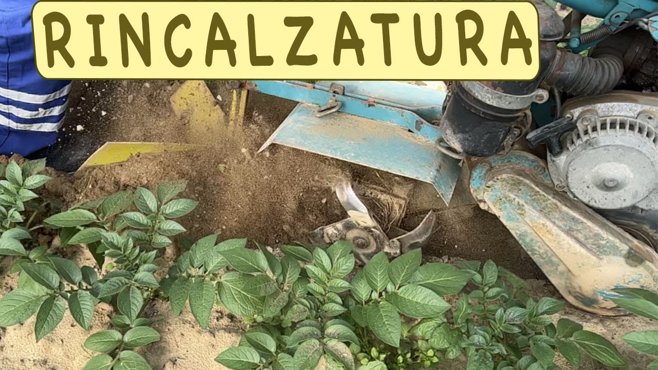 RINCALZARE le PATATE