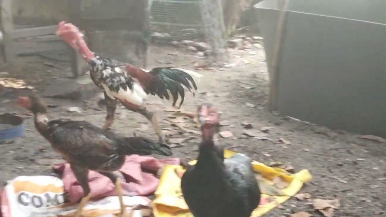 Tôi yêu động vật 