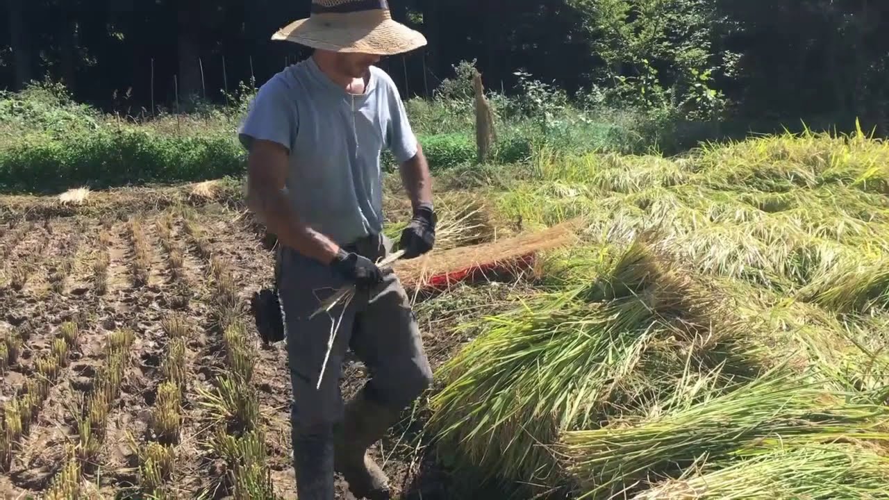 Cosecha de arroz a mano en Japón