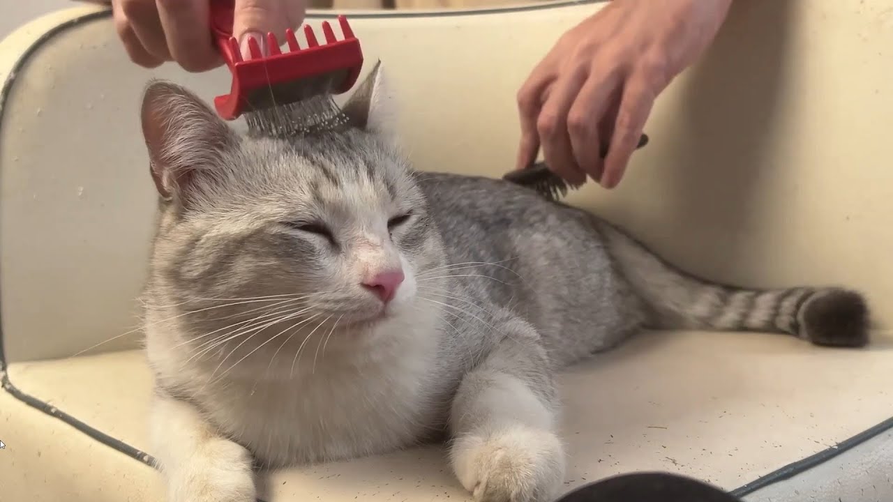 ASMR Combing & Purring