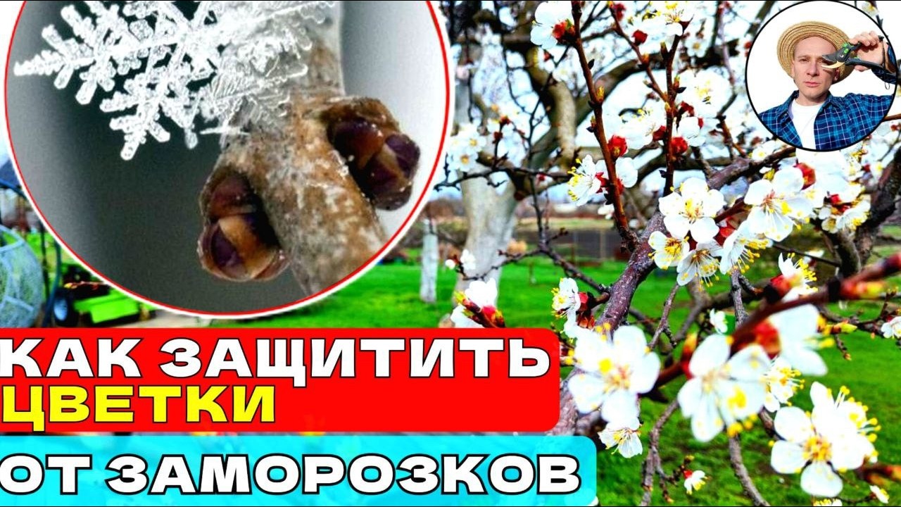 Весенние ЗАМОРОЗКИ: Спасаем Цветущий Абрикос с Помощью Проверенных Средств